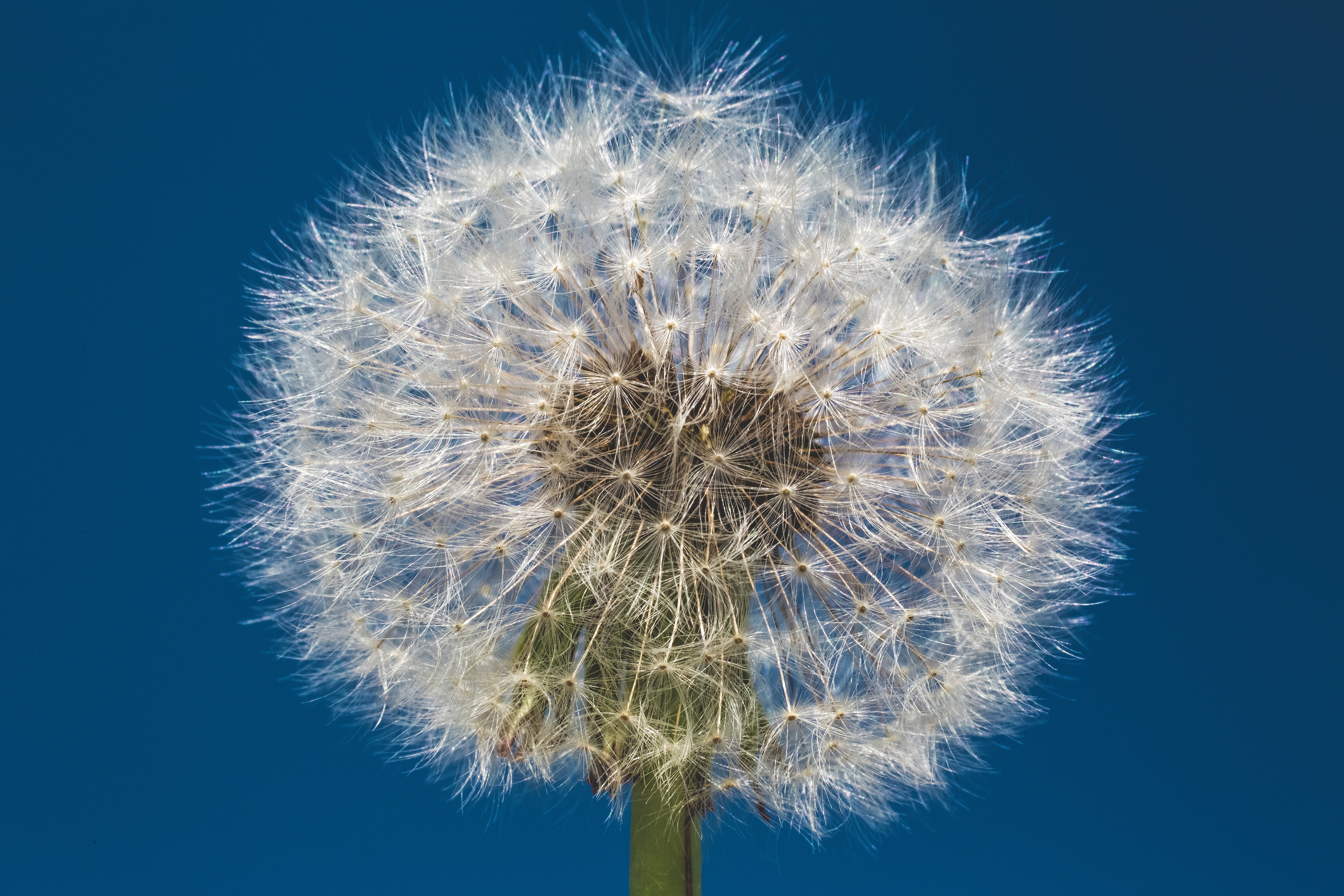picture of a dandelion
